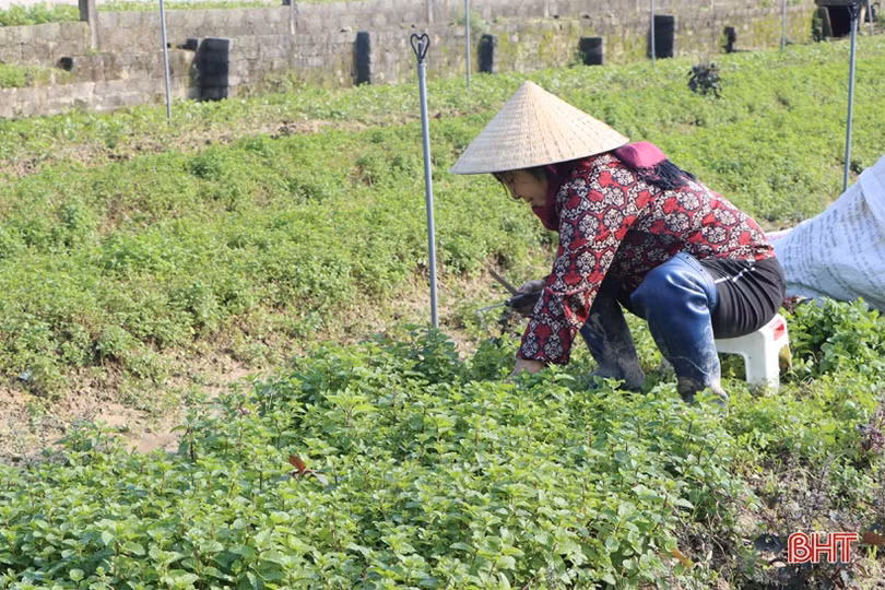 Được giá, nông dân làng rau gia vị nổi tiếng Hà Tĩnh thu lãi cao mỗi ngày