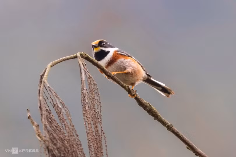 Hành trình săn ảnh chim ở Mù Cang Chải