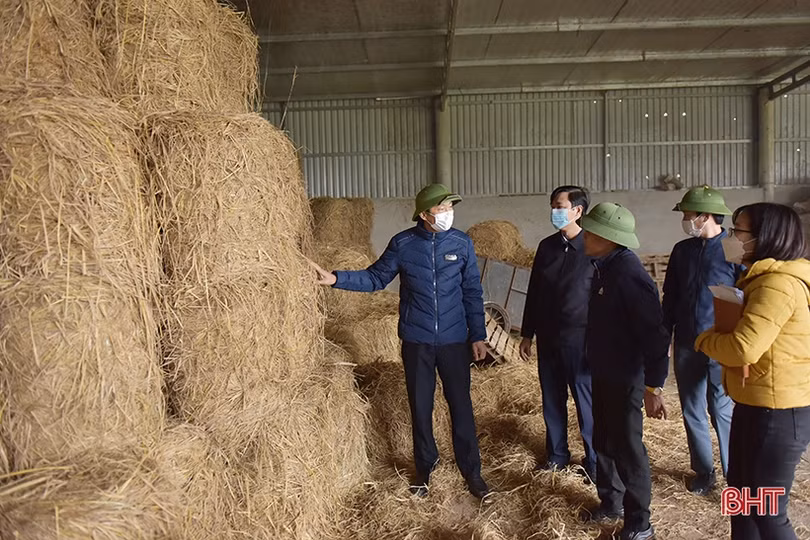 Hà Tĩnh: Chỉ đạo tăng cường chống rét cho gia súc khi nhiệt độ xuống thấp