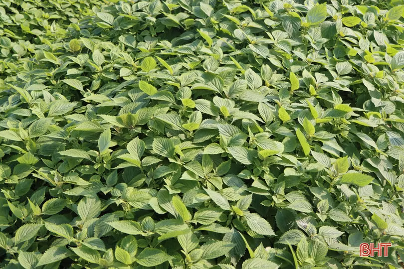 Được giá, nông dân làng rau gia vị nổi tiếng Hà Tĩnh thu lãi cao mỗi ngày