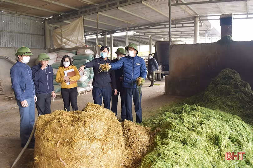 Hà Tĩnh: Chỉ đạo tăng cường chống rét cho gia súc khi nhiệt độ xuống thấp