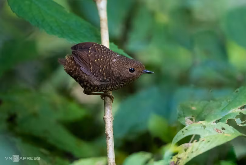 Hành trình săn ảnh chim ở Mù Cang Chải