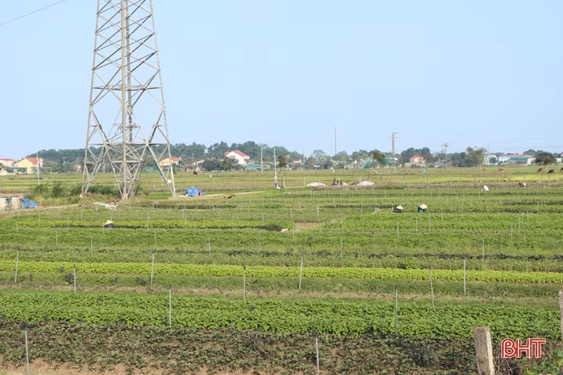 Được giá, nông dân làng rau gia vị nổi tiếng Hà Tĩnh thu lãi cao mỗi ngày