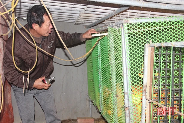 Nhiệt độ giảm sâu, nông dân Hà Tĩnh phòng đói, rét cho đàn vật nuôi