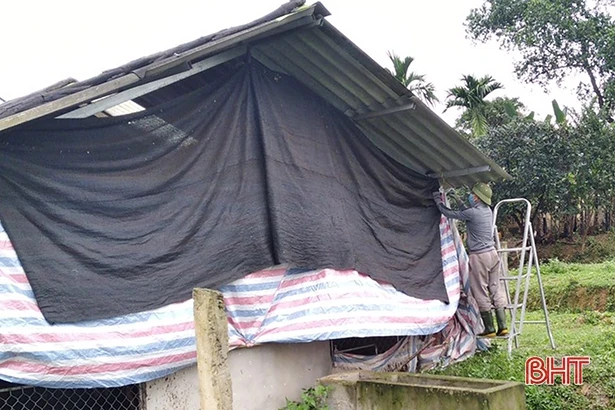 Nhiệt độ giảm sâu, nông dân Hà Tĩnh phòng đói, rét cho đàn vật nuôi