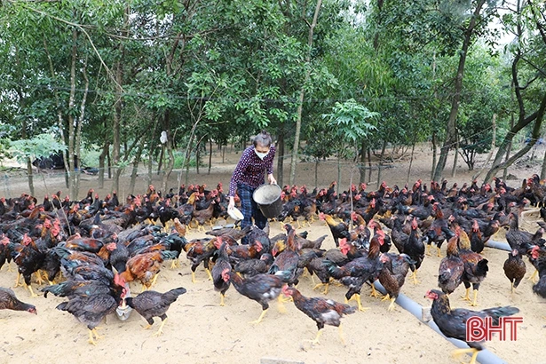 Giá thức ăn liên tục tăng, “làm khó” người chăn nuôi Hà Tĩnh