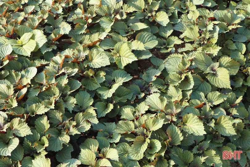 Được giá, nông dân làng rau gia vị nổi tiếng Hà Tĩnh thu lãi cao mỗi ngày