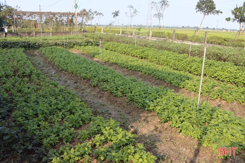 Được giá, nông dân làng rau gia vị nổi tiếng Hà Tĩnh thu lãi cao mỗi ngày