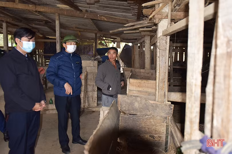 Hà Tĩnh: Chỉ đạo tăng cường chống rét cho gia súc khi nhiệt độ xuống thấp