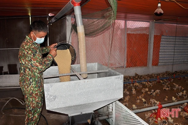 Nhiệt độ giảm sâu, nông dân Hà Tĩnh phòng đói, rét cho đàn vật nuôi