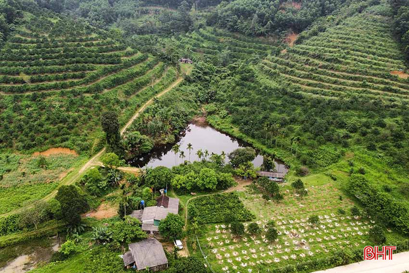 Mỗi năm, anh Quốc đạt doanh thu hơn 600 triệu đồng nhờ trồng trọt tại trang trại. i2.jpg