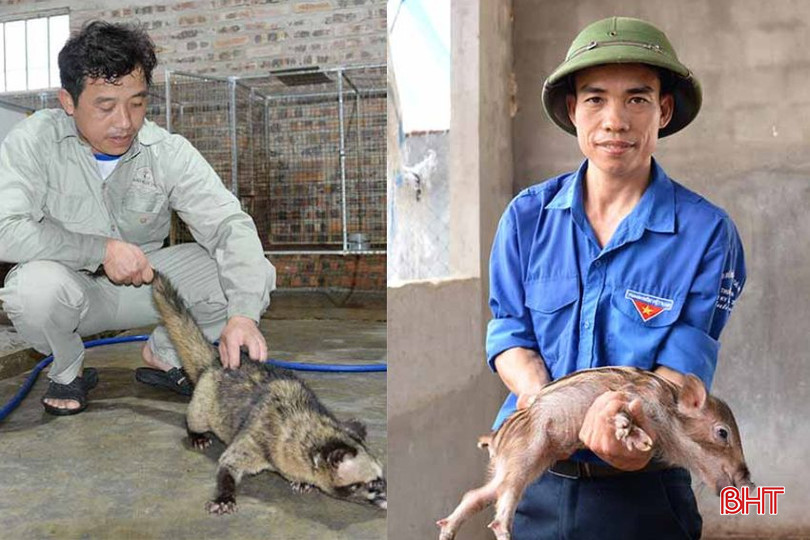 Nhiều thanh niên Can Lộc "thắng lớn" với mô hình chăn nuôi. Trong ảnh: Mô hình nuôi chồn hương của HTX chồn hương Khánh Ngọc (bên trái) và mô hình chăn nuôi lợn rừng của anh Nguyễn Đình Sao. Thiết kế chưa có tên-2.jpg