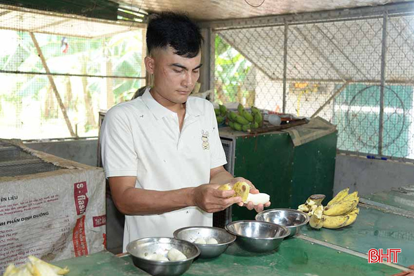 Nguồn thức ăn cho chồn hương được gia đình anh Sơn tự chủ, đảm bảo độ sạch. c2.jpg