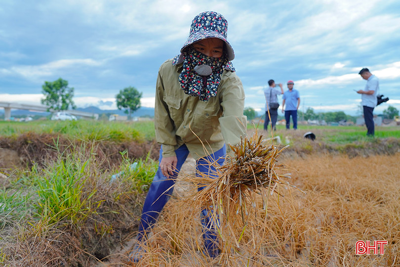 loang4.jpg