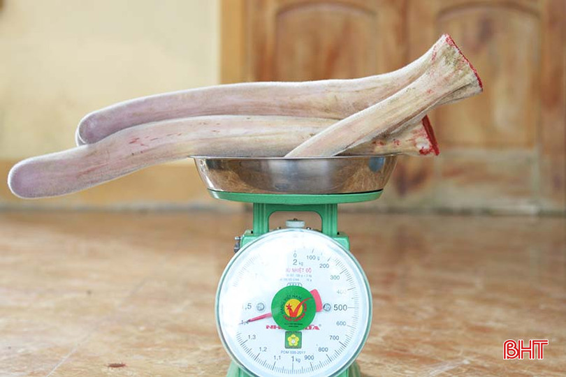 Thời điểm hiện tại, giá nhung có giá từ 9 - 11 triệu đồng/kg. B4.jpg