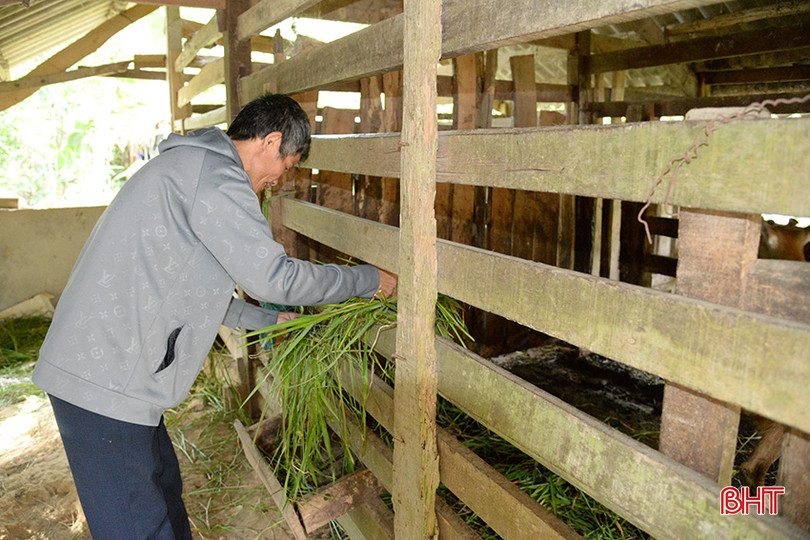 Ngoài thời gian làm tẩm quất, ông Thuận chăn nuôi gia súc, gia cầm để phát triển kinh tế. kt5.jpg