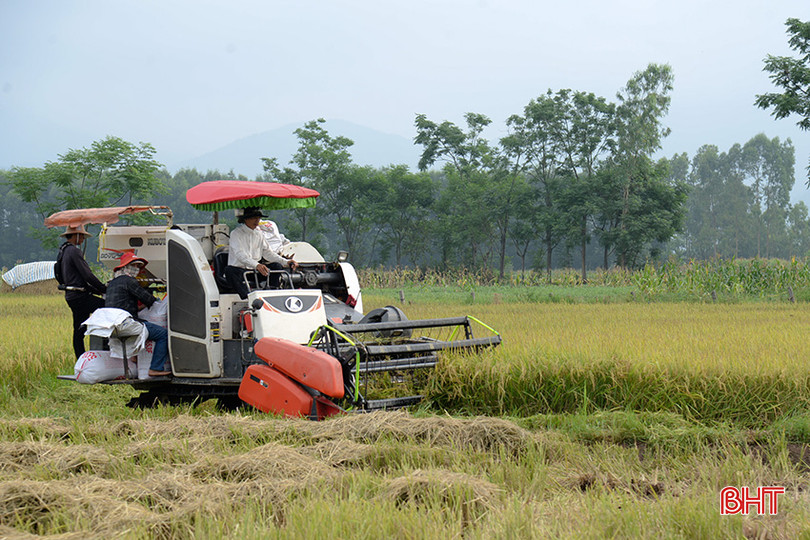 Xã Thiên Lộc hiện có 25 - 30 máy gặt đập liên hợp đang hoạt động. l1.jpg