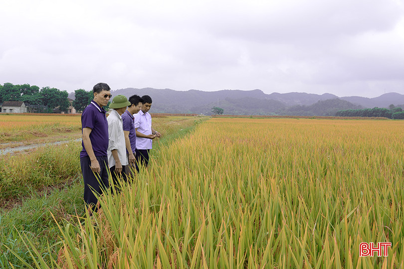 Lãnh đạo xã Trường Sơn cùng đại diện các HTX đi thăm đồng, lên kế hoạch thu hoạch lúa. l6.jpg