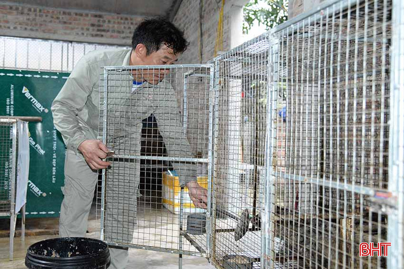 Chú ý vệ sinh chuồng trại, cung cấp chế độ ăn đủ dinh dưỡng vào mùa phối giống là cách để nuôi chồn đạt hiệu quả cao. a3 .jpg