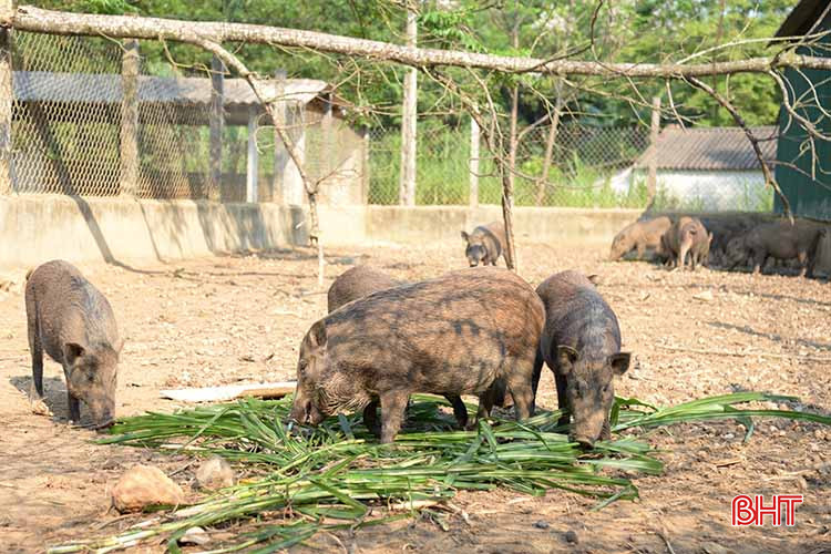 Nguồn thức ăn của lợn rừng chủ yếu là cỏ voi được trồng ngay trong trang trại. 4.jpg