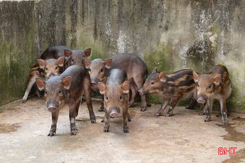 Lợn rừng tại trang trại của anh Nguyễn Đình Sao luôn được chăm sóc cẩn thận, tiêm phòng đầy đủ. 6.jpg