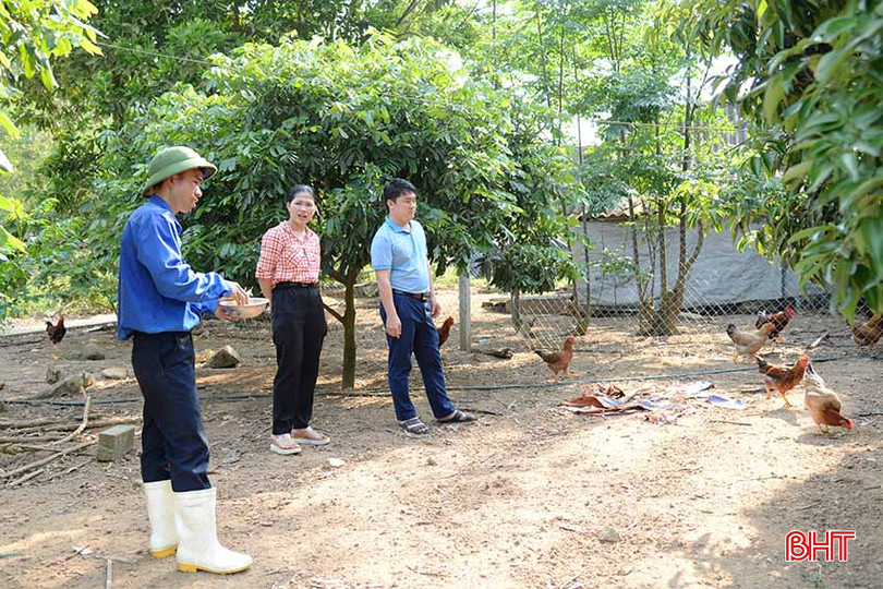 Ngoài nuôi lợn rừng, anh Sao còn nuôi và xuất bán 1.000 con gà sạch mỗi năm. 5.jpg