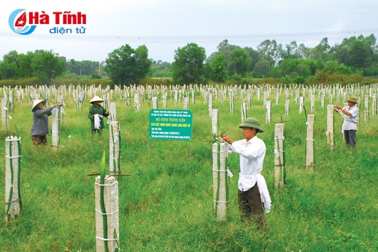 Mô hình trồng cây thanh long ruột đỏ của HTX Hưng Thịnh, xã Ngọc Sơn (Thạch Hà) mở ra hướng phát triển mới đối với cây ăn quả trên địa bàn Hà Tĩnh. Ảnh: Xuân Hòa Mô hình trồng cây thanh long ruột đỏ của HTX Hưng Thịnh, xã Ngọc Sơn (Thạch Hà) mở ra hướng phát triển mới đối với cây ăn quả trên địa bàn Hà Tĩnh. Ảnh: Xuân Hòa