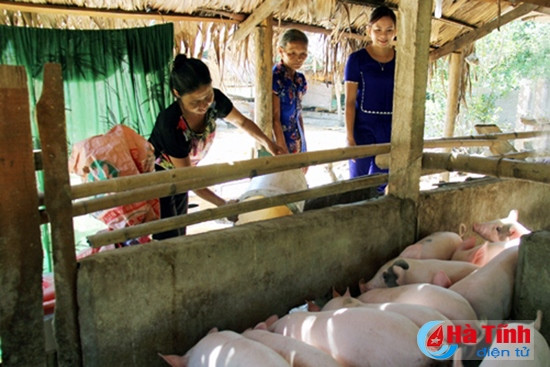 Mô hình nuôi lợn của bà Phan Thị Vân ở xã Phúc Đồng (Hương Khê) cho hiệu quả kinh tế cao.