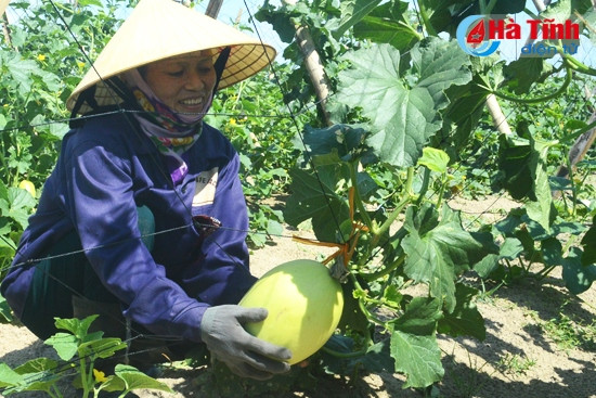 Rau, củ, quả trên cát mở ra một nền sản xuất hiện đại, mở đường cho người nông dân mở cánh cửa hội nhập Rau, củ, quả trên cát mở ra một nền sản xuất hiện đại, mở đường cho người nông dân mở cánh cửa hội nhập