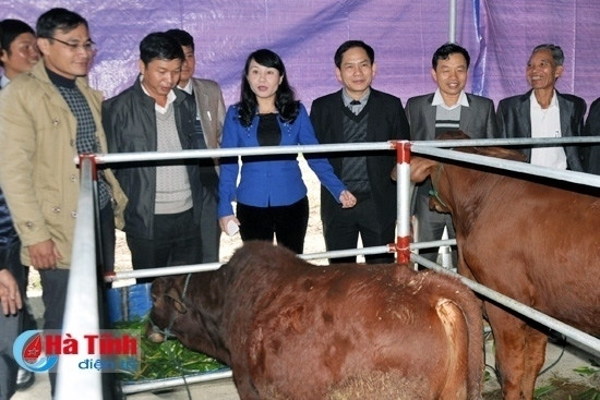 Các mô hình chăn nuôi bò liên kết "4 nhà" cho hiệu quả bền vững Các mô hình chăn nuôi bò liên kết "4 nhà" cho hiệu quả bền vững