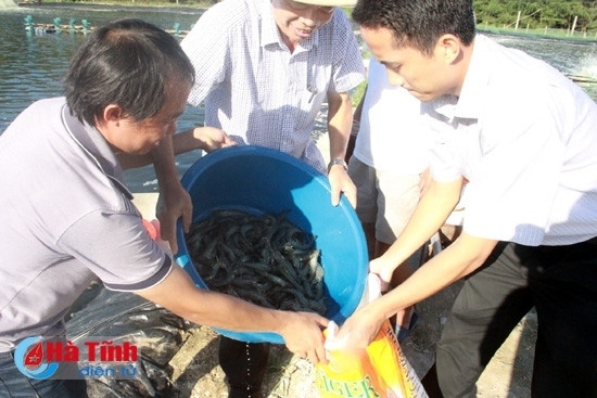 Hợp tác xã nuôi trồng thủy sản Xuân Thành ở Xuân Phổ (Nghi Xuân) thu hoạch tôm thẻ đạt năng suất 40 tấn/ha.