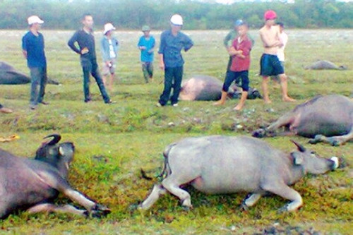 Trâu, bò chết hàng loạt, nông dân ngậm ngùi bán tháo! ảnh 2