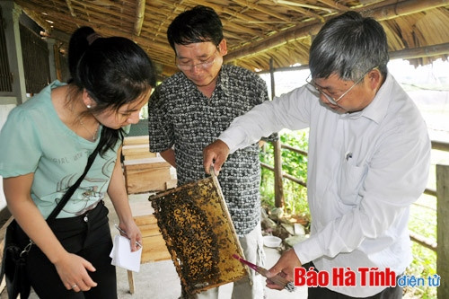 Vũ Quang - mùa con ong cho lấy mật ảnh 1 Vũ Quang - mùa con ong cho lấy mật ảnh 1