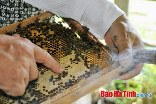 Vũ Quang - mùa con ong cho lấy mật ảnh 2 Vũ Quang - mùa con ong cho lấy mật ảnh 2