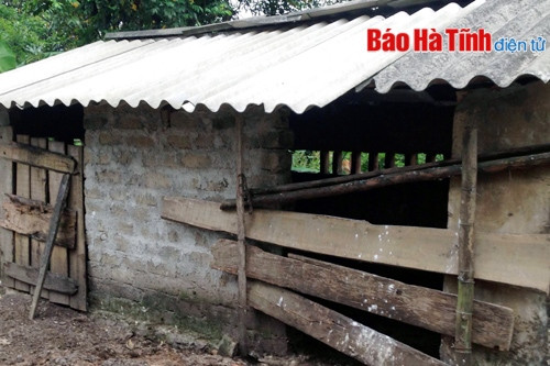 Trâu, bò chết hàng loạt, nông dân ngậm ngùi bán tháo! ảnh 1