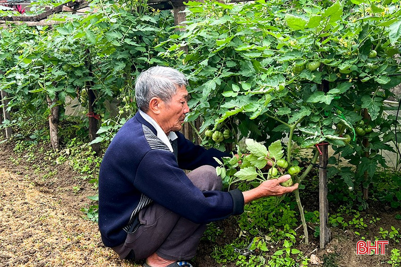 Mặc dù đã đến tuổi nghỉ ngơi nhưng các hội viên Hội Cựu chiến binh huyện Đức Thọ vẫn hăng say lao động sản xuất tăng thêm thu nhập cho gia đình. bqbht_br_4.jpg