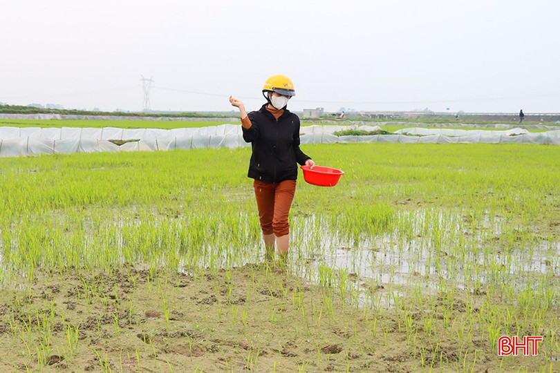 Bà con nông dân bắt đầu bón thúc đợt 1 cho lúa xuân. Bà con nông dân bắt đầu bón thúc đợt 1 cho lúa xuân.