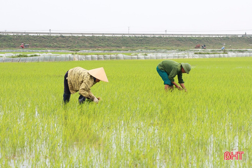 Trên các cánh đồng ở xã ngoài đê Liên Minh, không khí lao động sản xuất đã nhộn nhịp từ nhiều ngày nay. bqbht_br_5.jpg