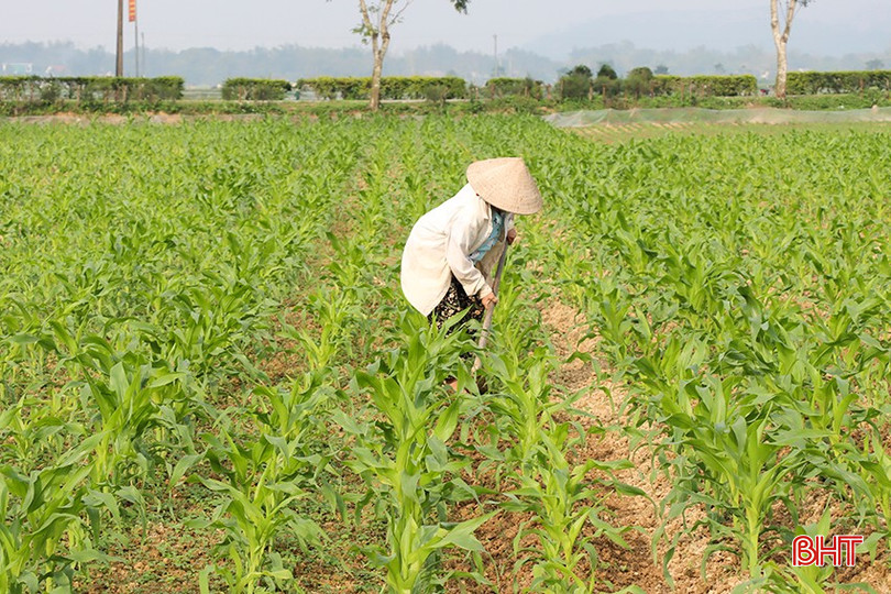 Người dân làm cỏ, vùn gốc cho cây ngô. bqbht_br_9.jpg