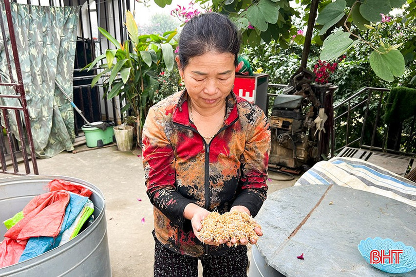 Sản xuất gạo trên ruộng rươi, người dân chủ yếu sử dụng các loại giống lúa có chất lượng cao kháng được sâu bệnh như: ST 24, ST25, VNR 20. bqbht_br_13.jpg