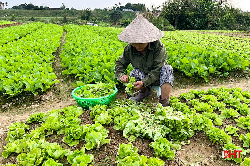 Người trồng rau Đức Thọ thu hoạch rau xà lách. bqbht_br_4.jpg