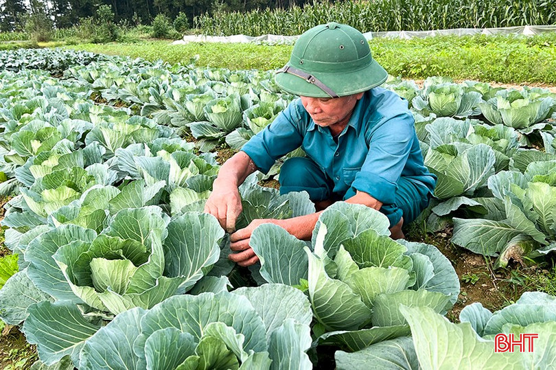 Ông Lê Văn Quân chăm sóc vựa rau Tết của gia đình. bqbht_br_1.jpg
