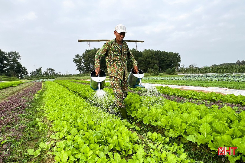Ngoài các loại rau phục vụ Tết, nông dân thị trấn Đức Thọ còn sản xuất các loại rau ngắn ngày bán từ nay cho đến Tết. bqbht_br_5.jpg