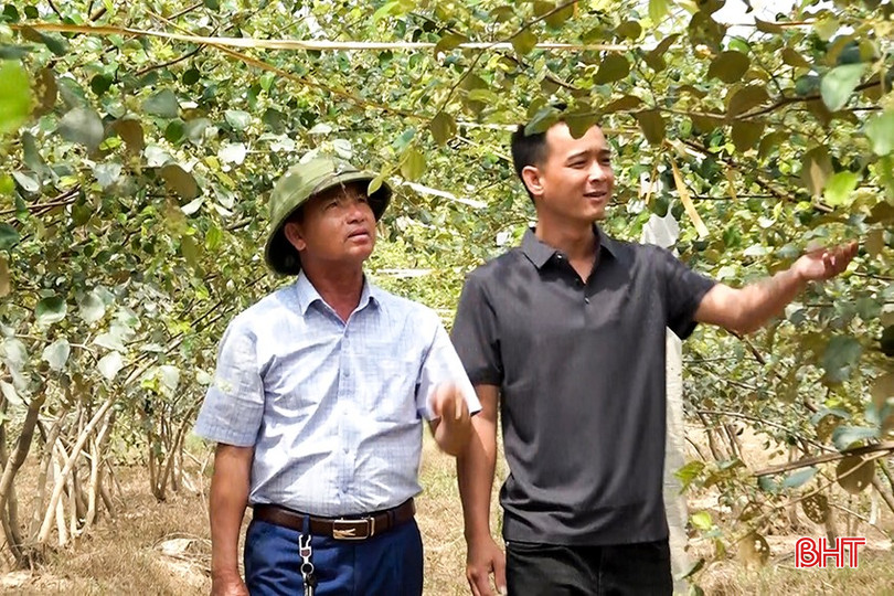 Những bãi bồi ngoài đê La Giang trước đây bỏ hoang cỏ dại mọc um tùm giờ đây đã biến thành những vườn táo xanh mướt, trĩu quả bqbht_br_10.jpg