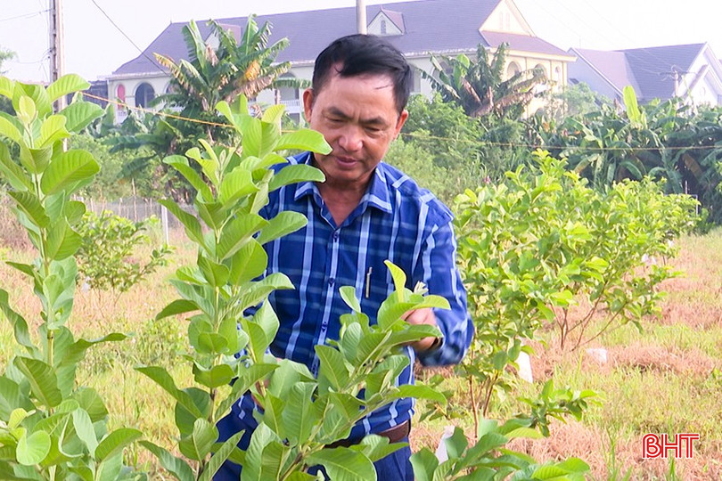 Những cây ổi lê Đài Loan xanh tốt hứa hẹn sẽ cho những quả ngọt đầu mùa. bqbht_br_6.jpg