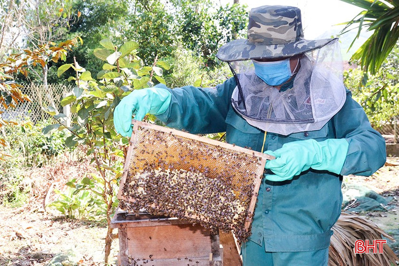 Chang mật đã đến kỳ thu hoạch bqbht_br_2.jpg