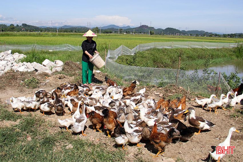 Trang trại của vợ chồng trẻ Nguyễn Thị Mai và Đào Hoàng Anh thả nuôi 20 con lợn thịt, 1.000 con vịt và hàng trăm con gà từ nguồn vốn vay của NHCSXH. 4.jpg