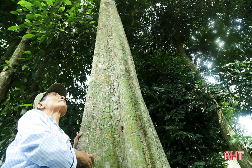 Mặc dù nằm giữa khu dân cư, có đường giao thông liên thôn, liên xã bao bọc xung quanh nhưng trải qua hàng trăm năm, khu rừng vẫn được gia đình và người dân bảo vệ nghiêm ngặt, không bị chặt phá. Theo các bậc cao niên trong thôn, vườn cây như một kho báu của người dân thôn Hạ Tiến.