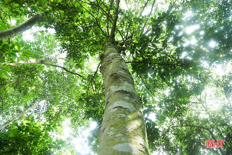 Vào những ngày thời tiết nóng nực, bước vào khu vườn, mọi người như hòa mình vào thiên nhiên, cảm nhận không khí trong lành từ vườn cây hiếm có này.