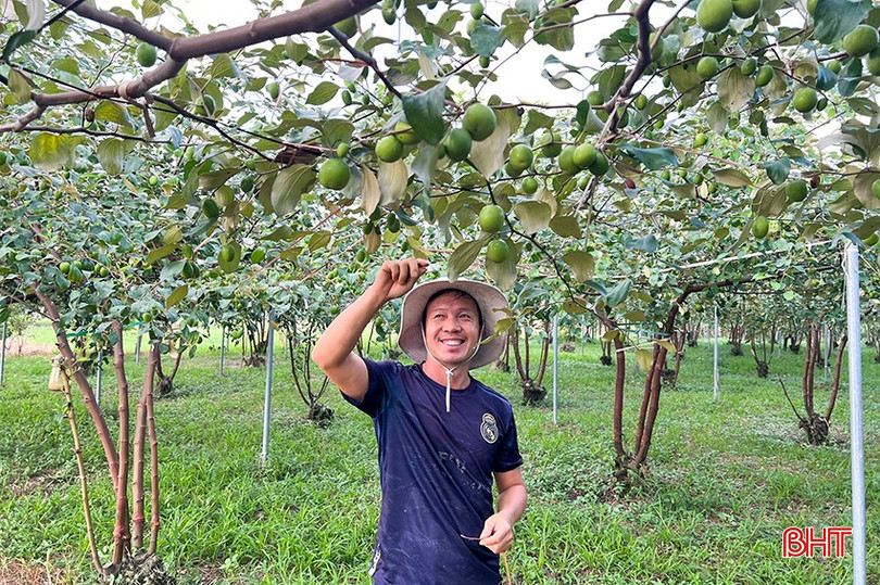 Anh Nguyễn Trung Tính là người được ông Phúc cho mượn đất, hướng dẫn kỹ thuật để trồng táo. bqbht_br_3.jpg